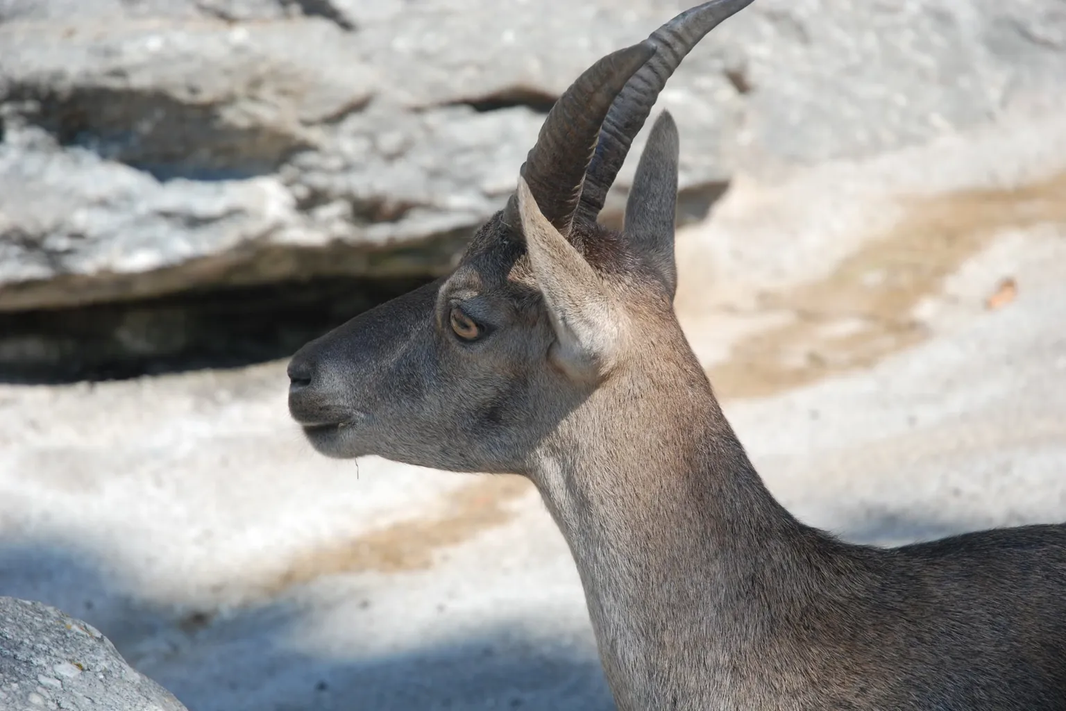 Alpenzoo Innsbruck Tickets: Der effiziente Weg zum Bildungsbesuch