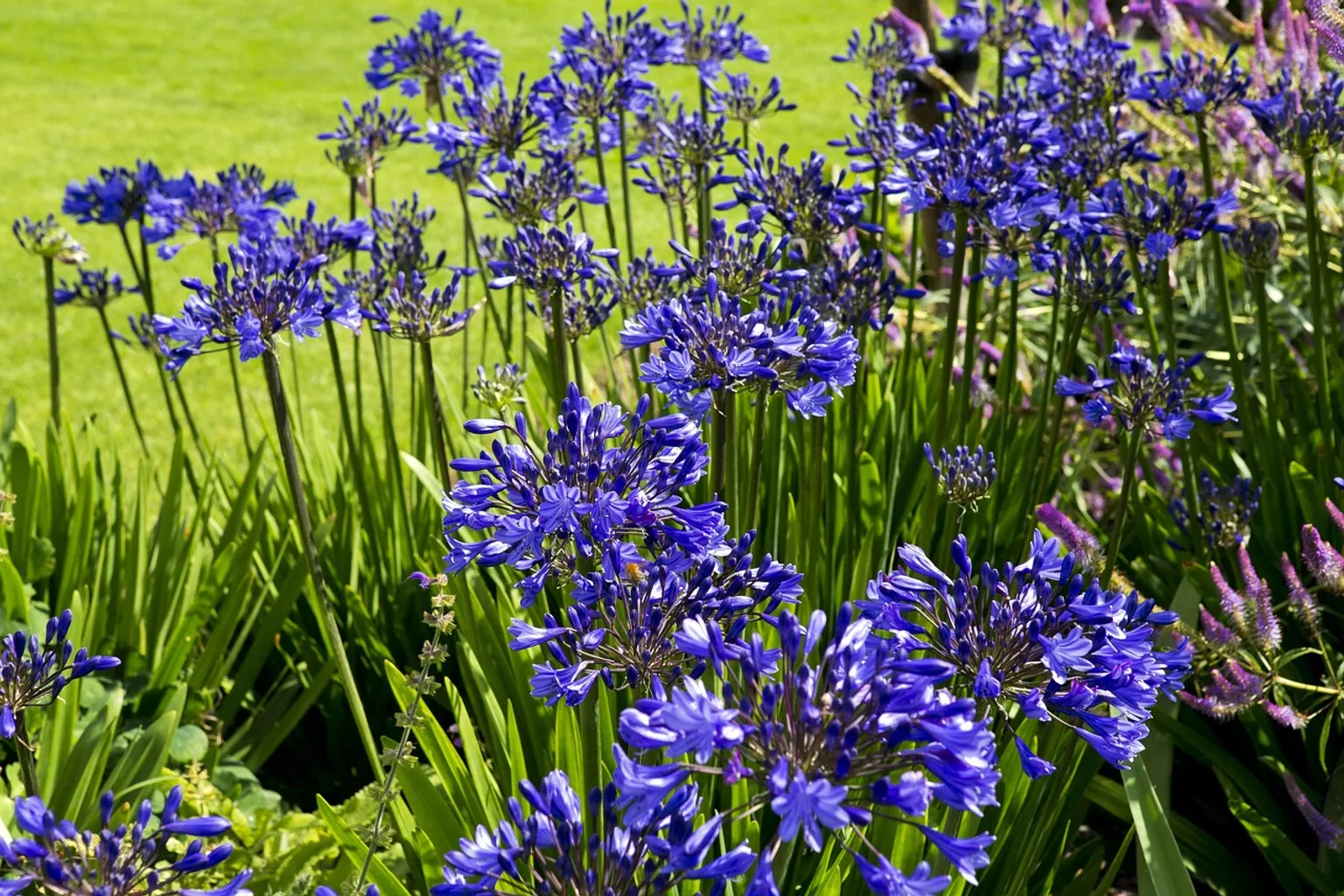 Tickets für RHS Garden Hyde Hall: Wann lohnt der Online-Kauf?