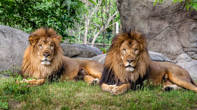 Franklin Park Zoo